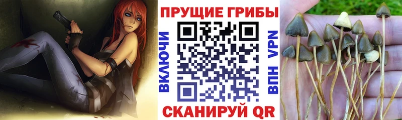 МЕГА ТОР  Суздаль  Галлюциногенные грибы мухоморы  купить  цена 